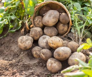 A fresh harvest of potatoes in the vegetable garden