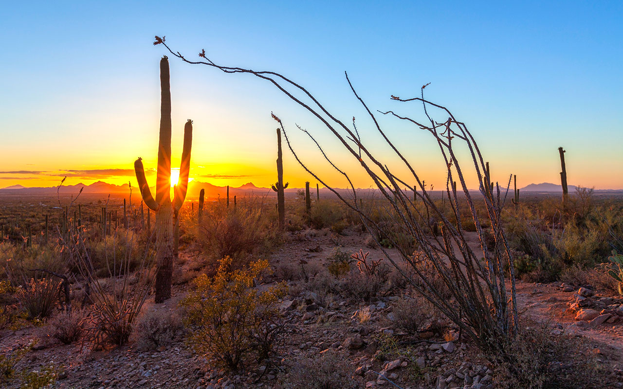 A desert scene with a cactus