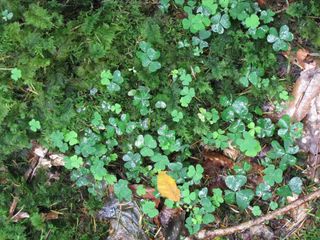 Ireland, green, colors