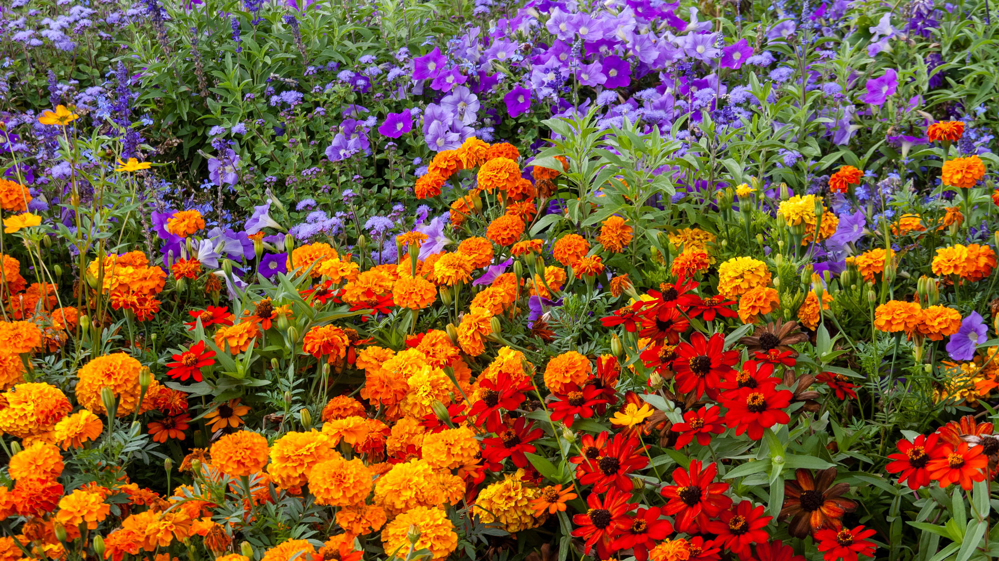hot colors and cold colors in garden border 