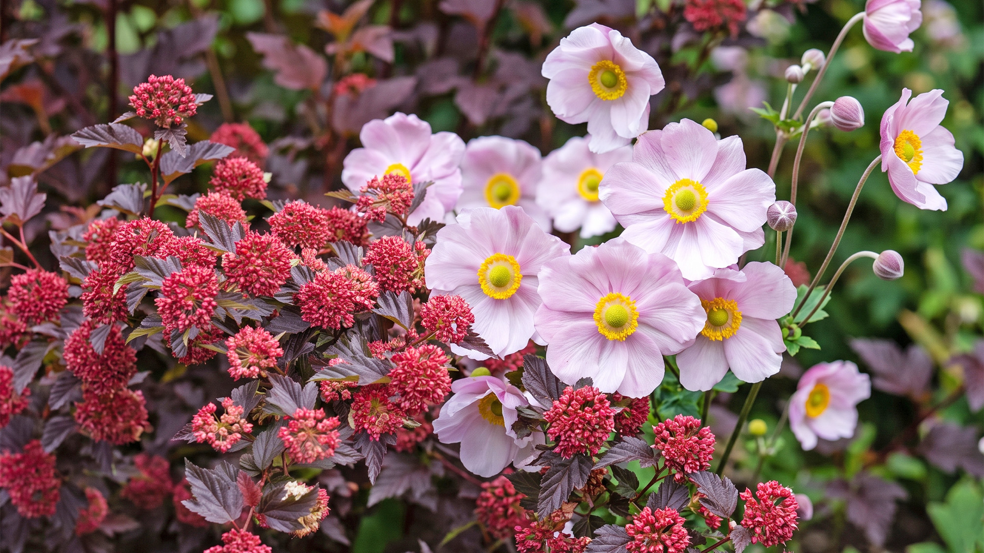 AI edited plant palette showing ninebark and Japanese anemone