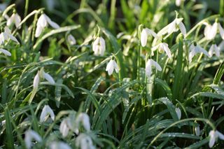 Snowdrops covered in rain in the sun