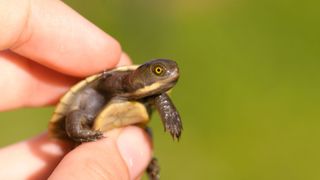 Pet turtle