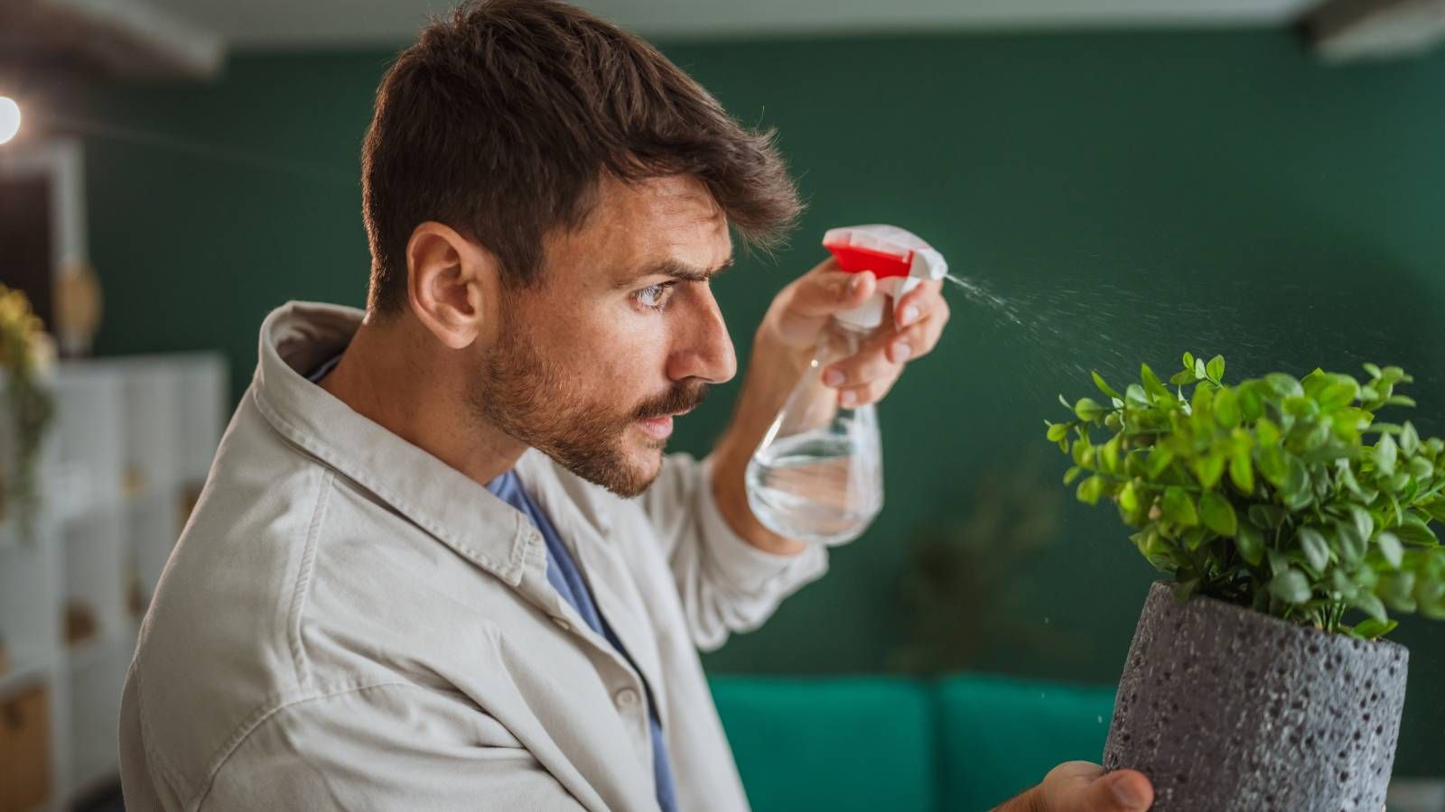 Houseplant Humidity: Why Misting Might Not Be Enough | Gardening Know How