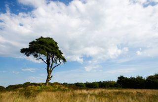 a tree to the left of a shot