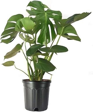 American Plant Exchange Live Monstera Deliciosa Plant With Edible Fruits, Split Leaf Philodendron Plant, Plant Pot for Home and Garden Decor, 10