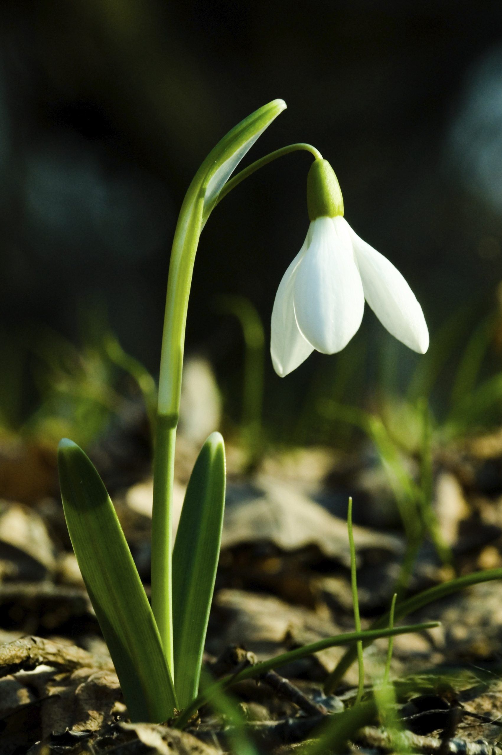 Planting Snowdrops In The Green - What Are Snowdrops In The Green ...