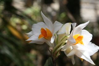 New orchid find (Dendorbium dalakense) Cambodia