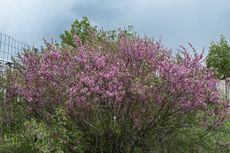 zone 5 flowering shrub