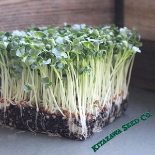 Microgreen - Daikon Minowase Seeds