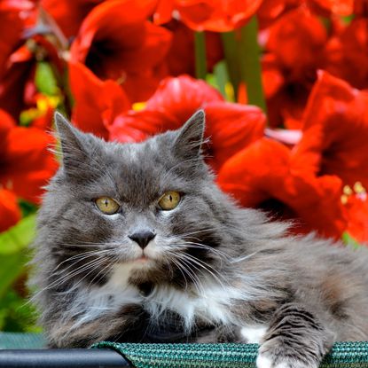 red amaryllis flowers with reclining pet cat