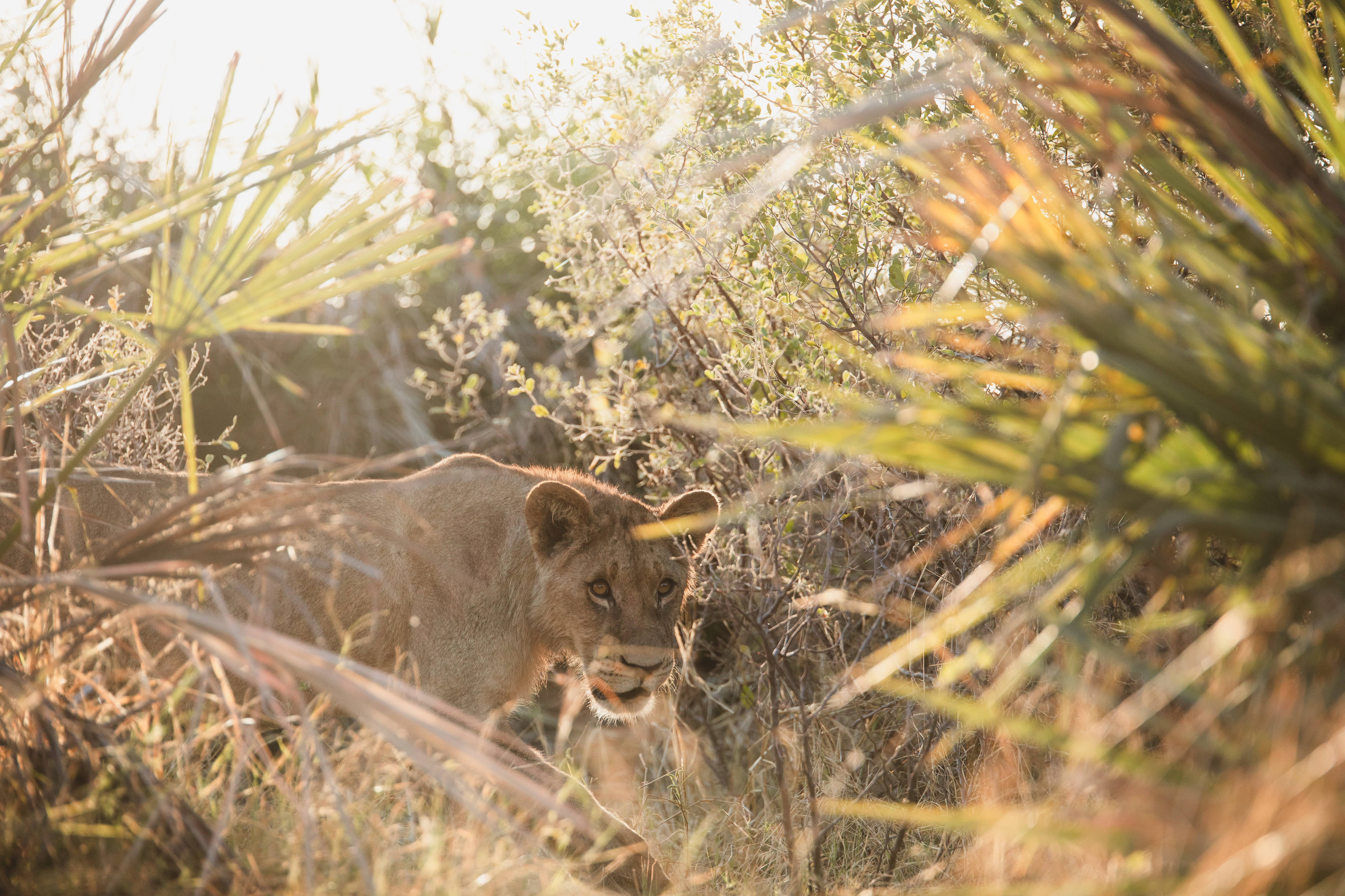 Tubu Camp Botswana