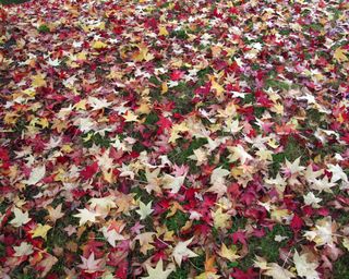multicolored fall leaves covering a lawn