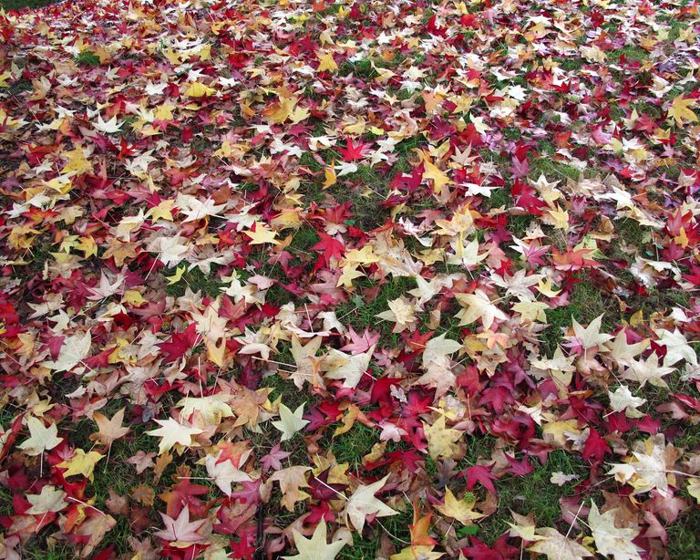 Why You Shouldn't Leave Fallen Leaves On Your Lawn | Gardeningetc