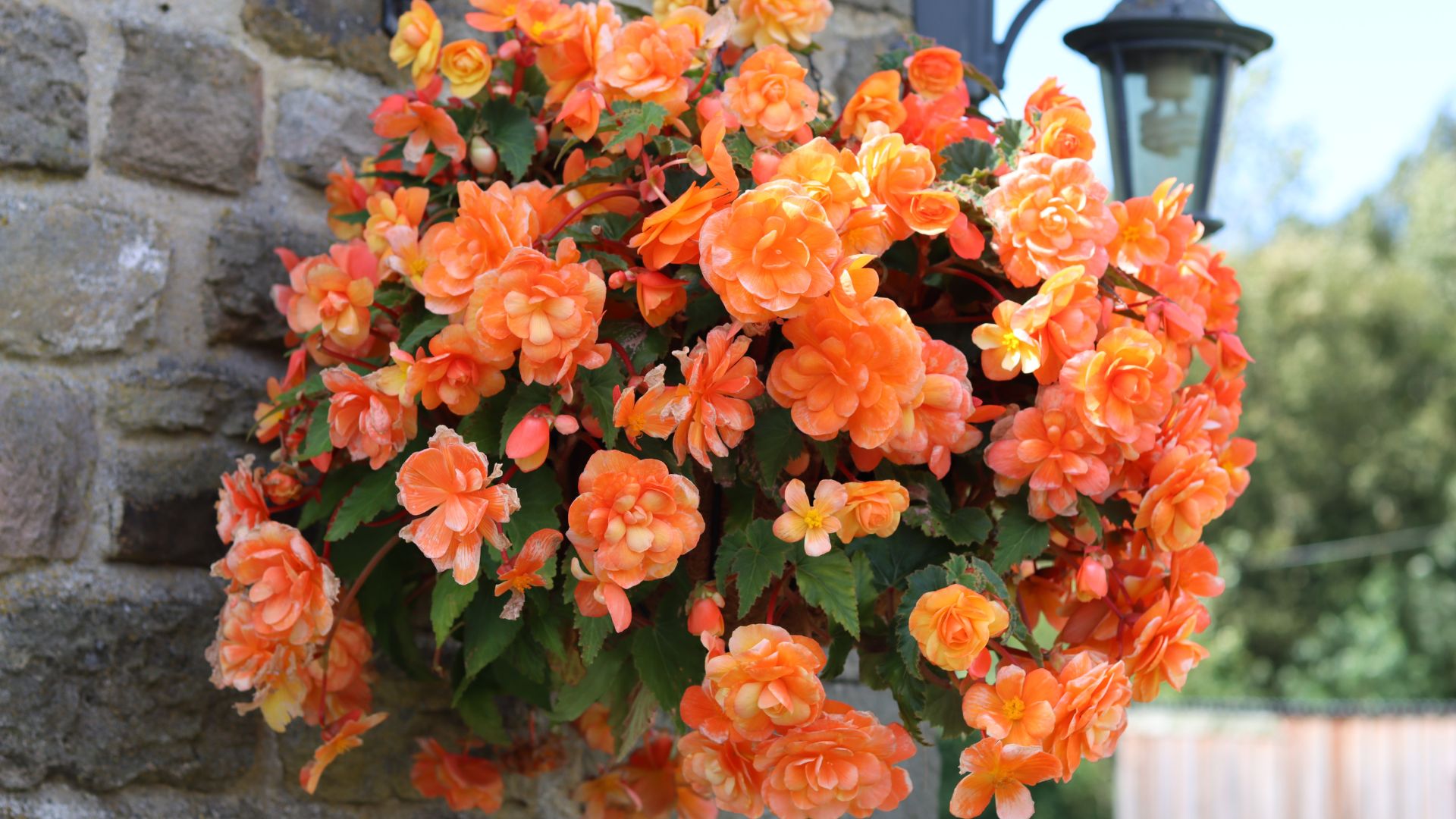 begonias in a hanging basket