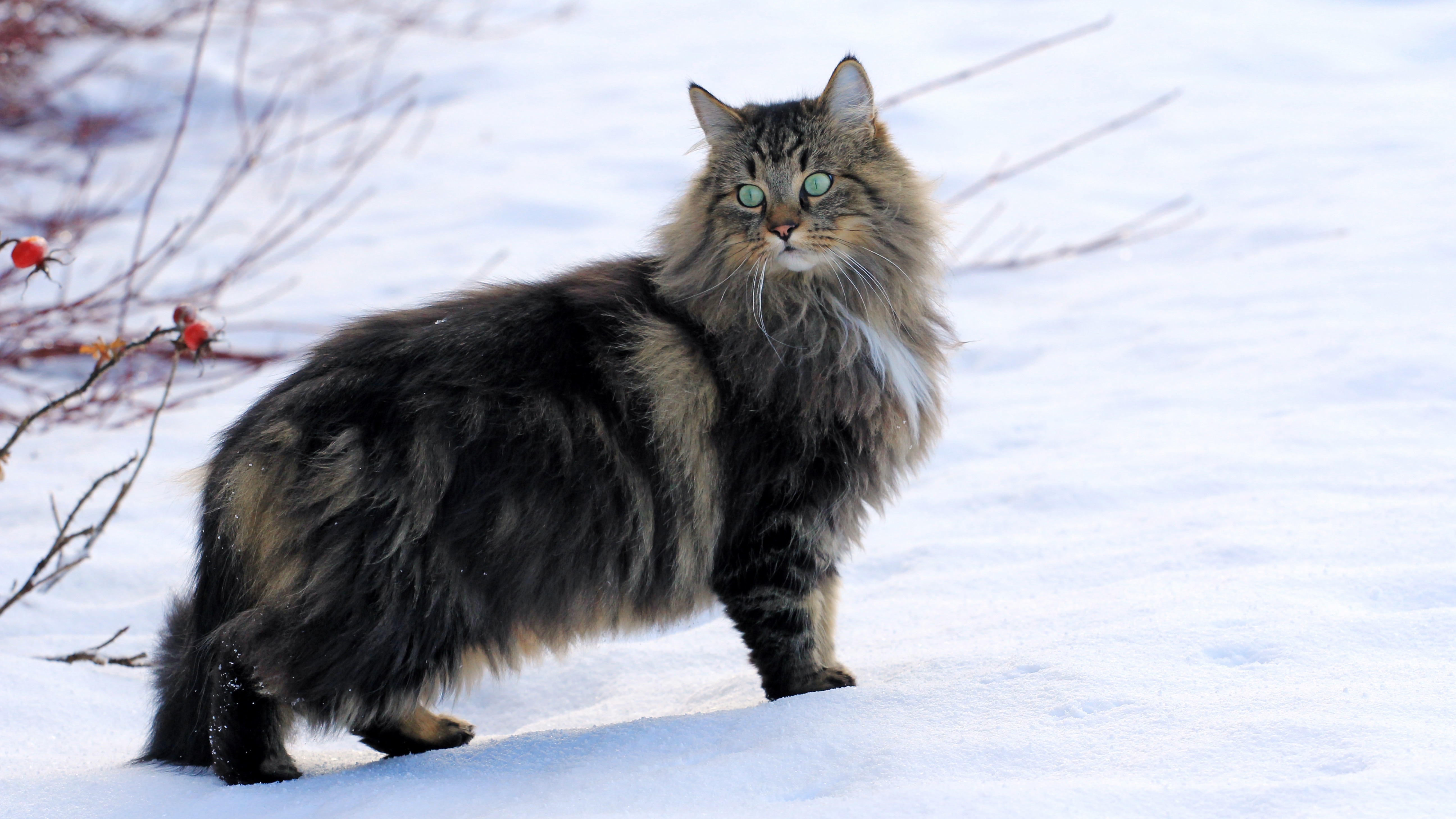 Norwegian forest cat