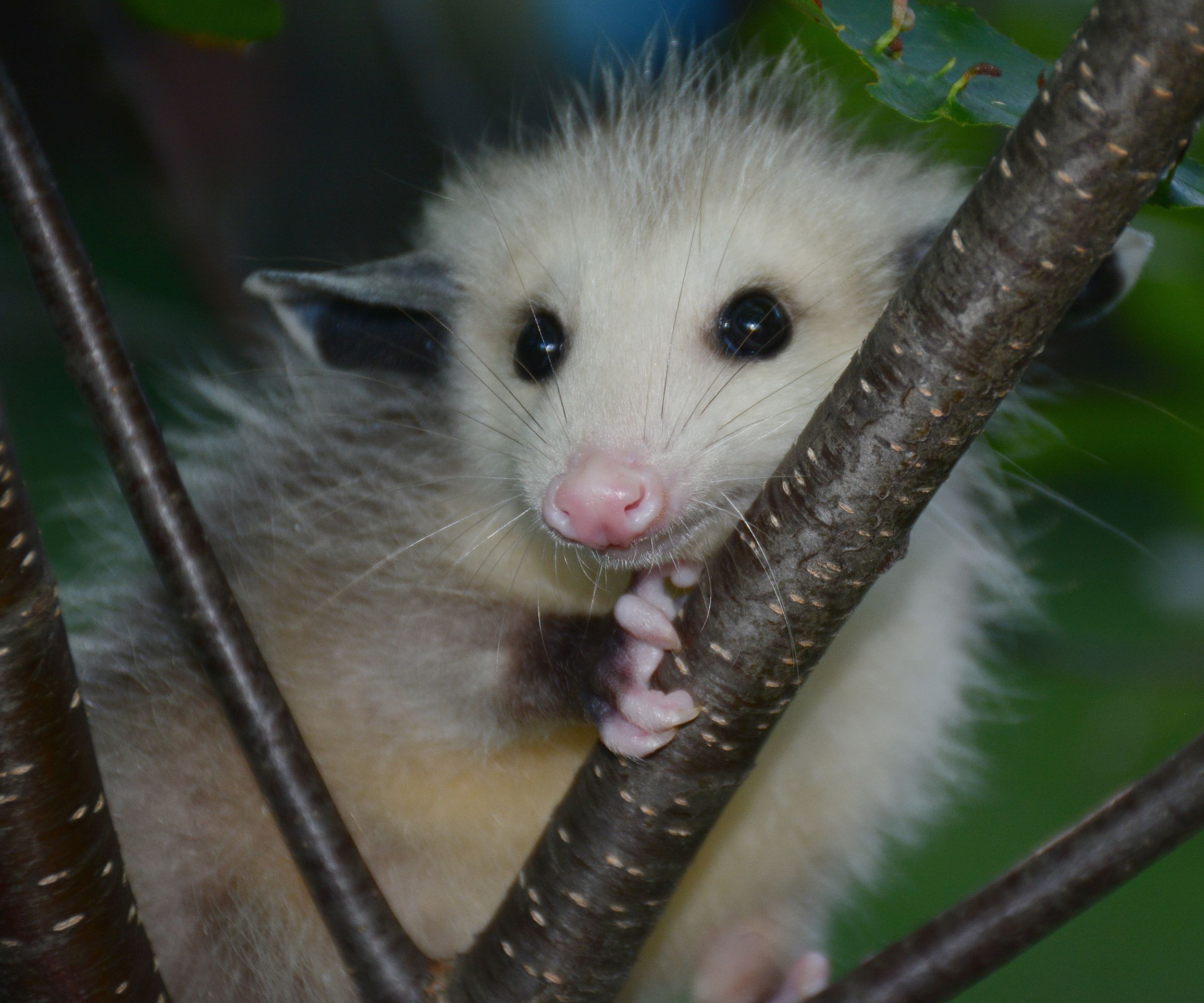 Shaded summer closeup of a juvenile opossum perching within plum tree branches.