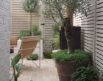 a small backyard with an underplanted tree
