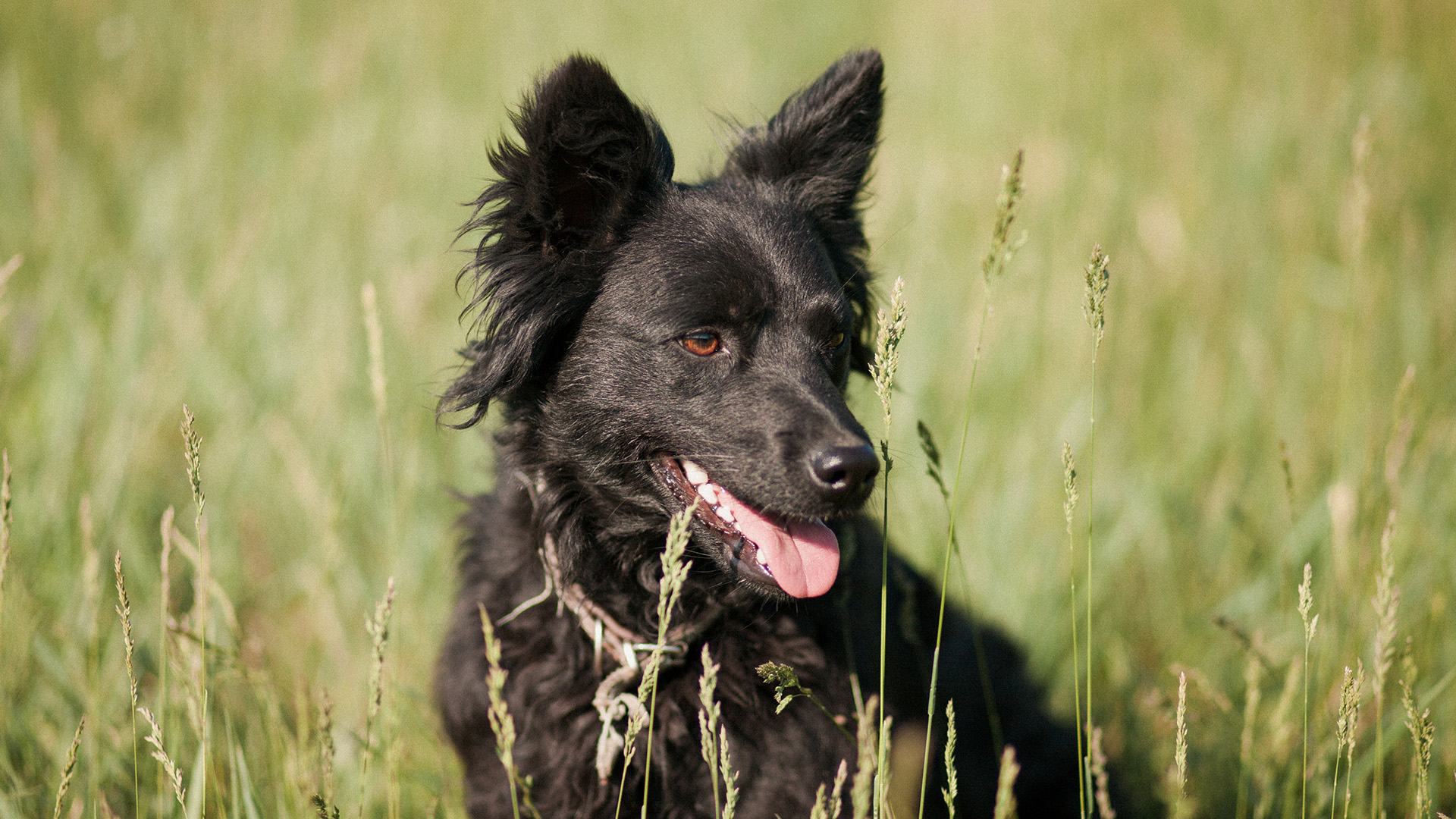 Croatian Sheepdog in grass