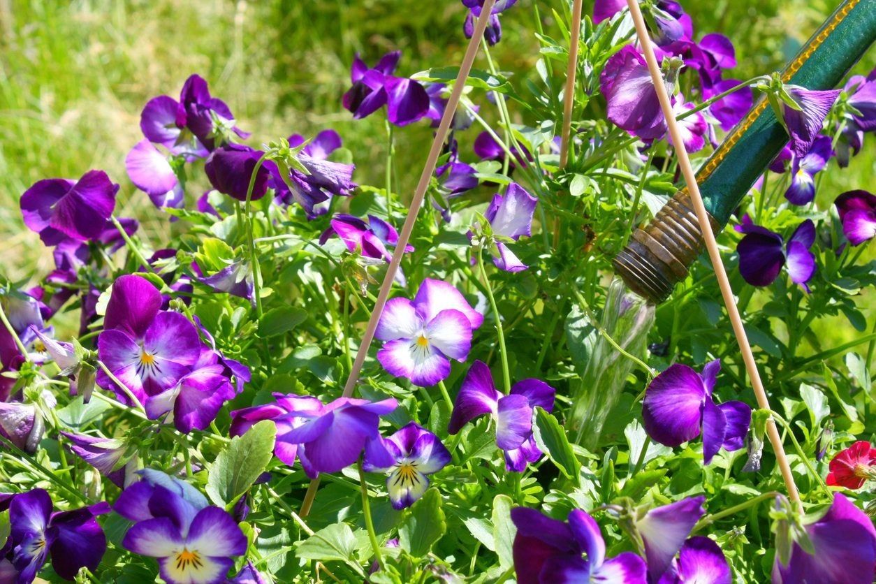 hanging basket water