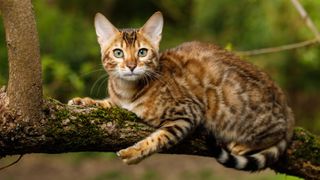 Bengal cat lying on tree branch