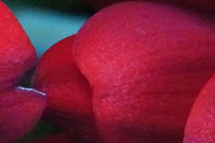 ISO 800 crop