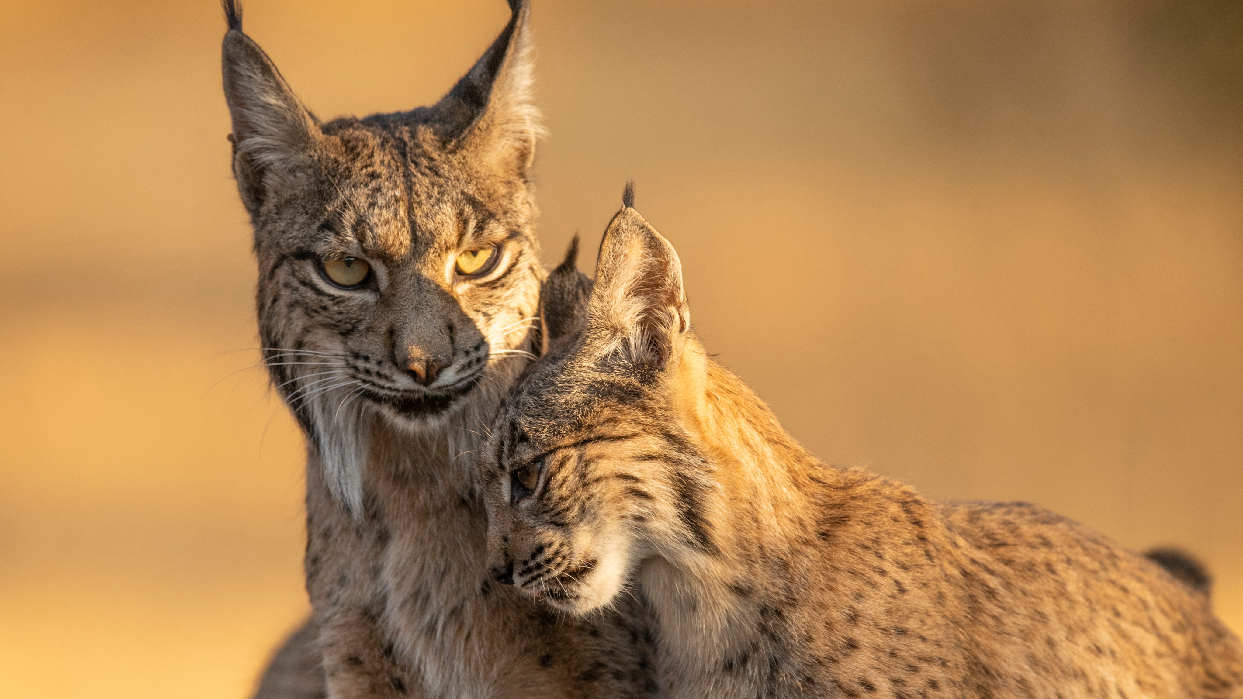 An Iberian lynx and her kitten in Parenthood