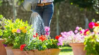 watering flowers in containers