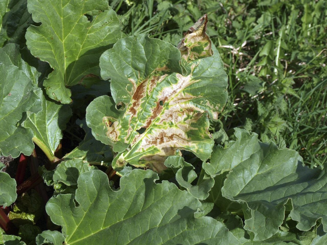 Brown Rust Splotches On Rhubarb Plant Leaves