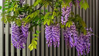 wisteria growing on fence