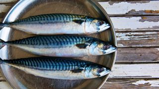 Three mackerel fish on plate on wooden table