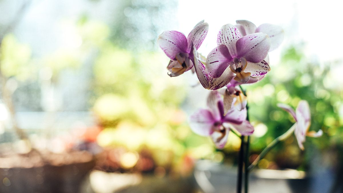 Garden experts share how often you should repot an orchid so it will