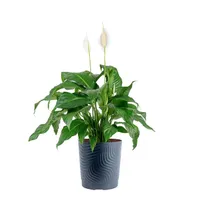 Lowe's SpringFest sale: lawncare, flowers, and garden accessories from $3.99