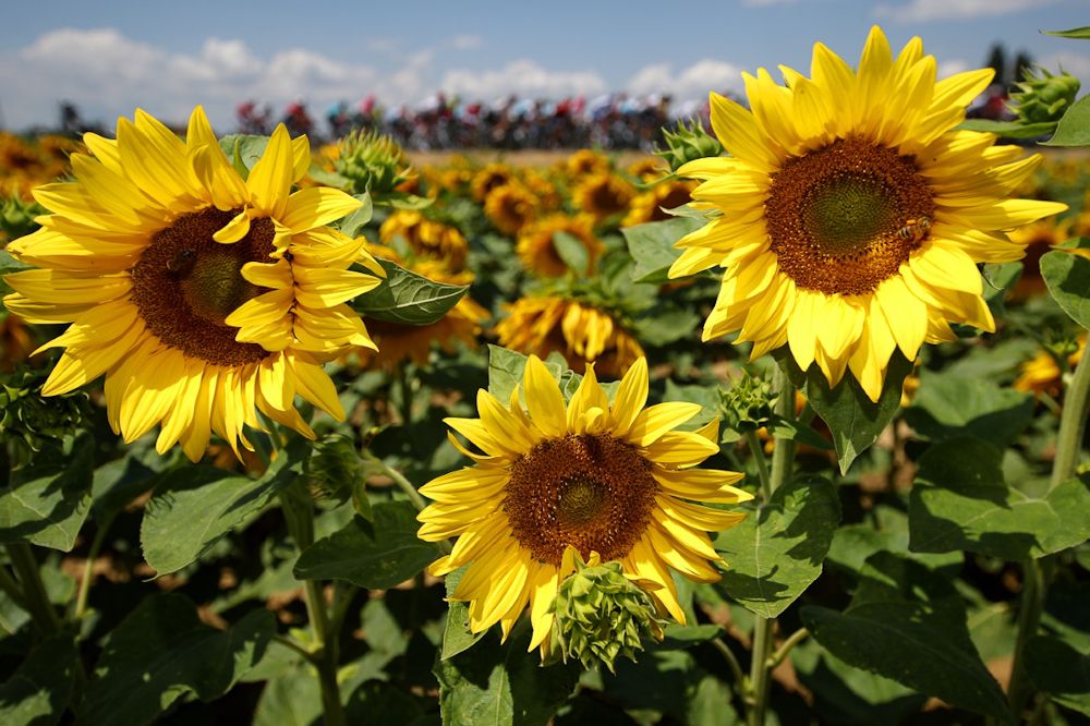Sunflowers in Massif Central at the Tour de France