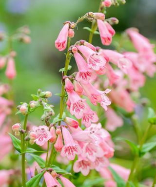 Penstemon 'Hidcote Pink'