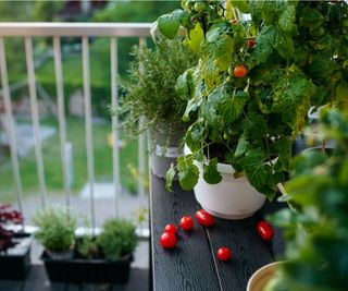 Growing vegetables on balcony