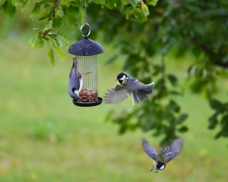 birds on bird feeder