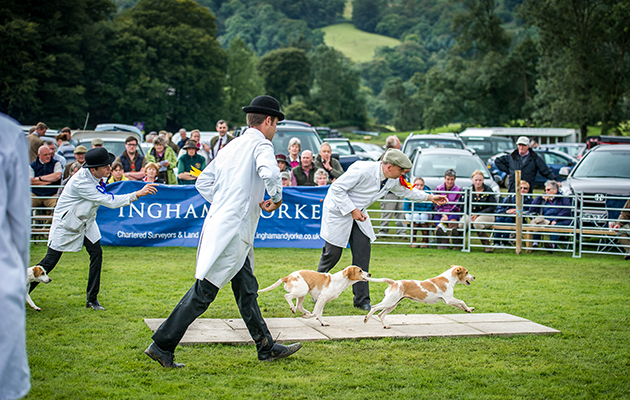 Huntsmen show off their beagles during the run-off for the championship