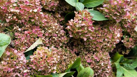 Drying pink hydrangea bush blossoms turning brown