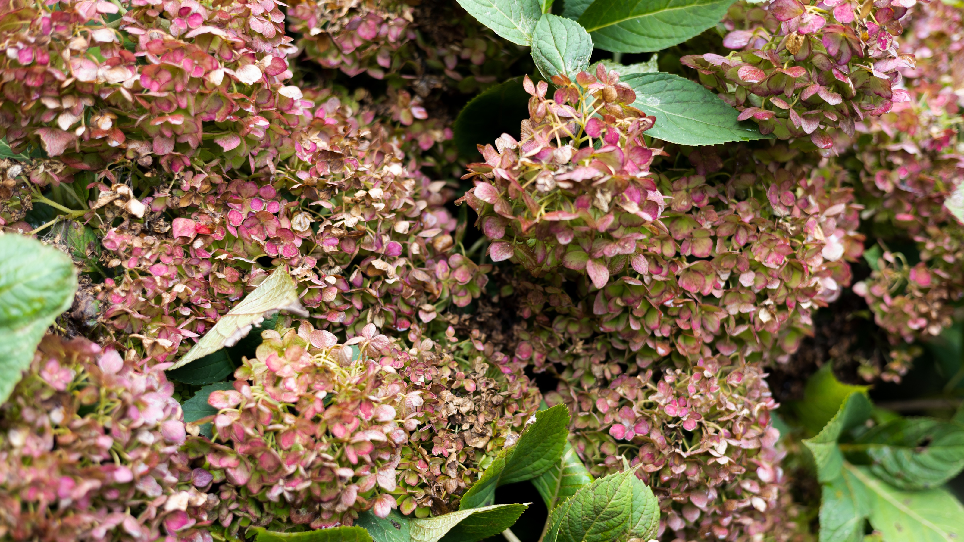 Drying pink hydrangea bush blossoms turning brown