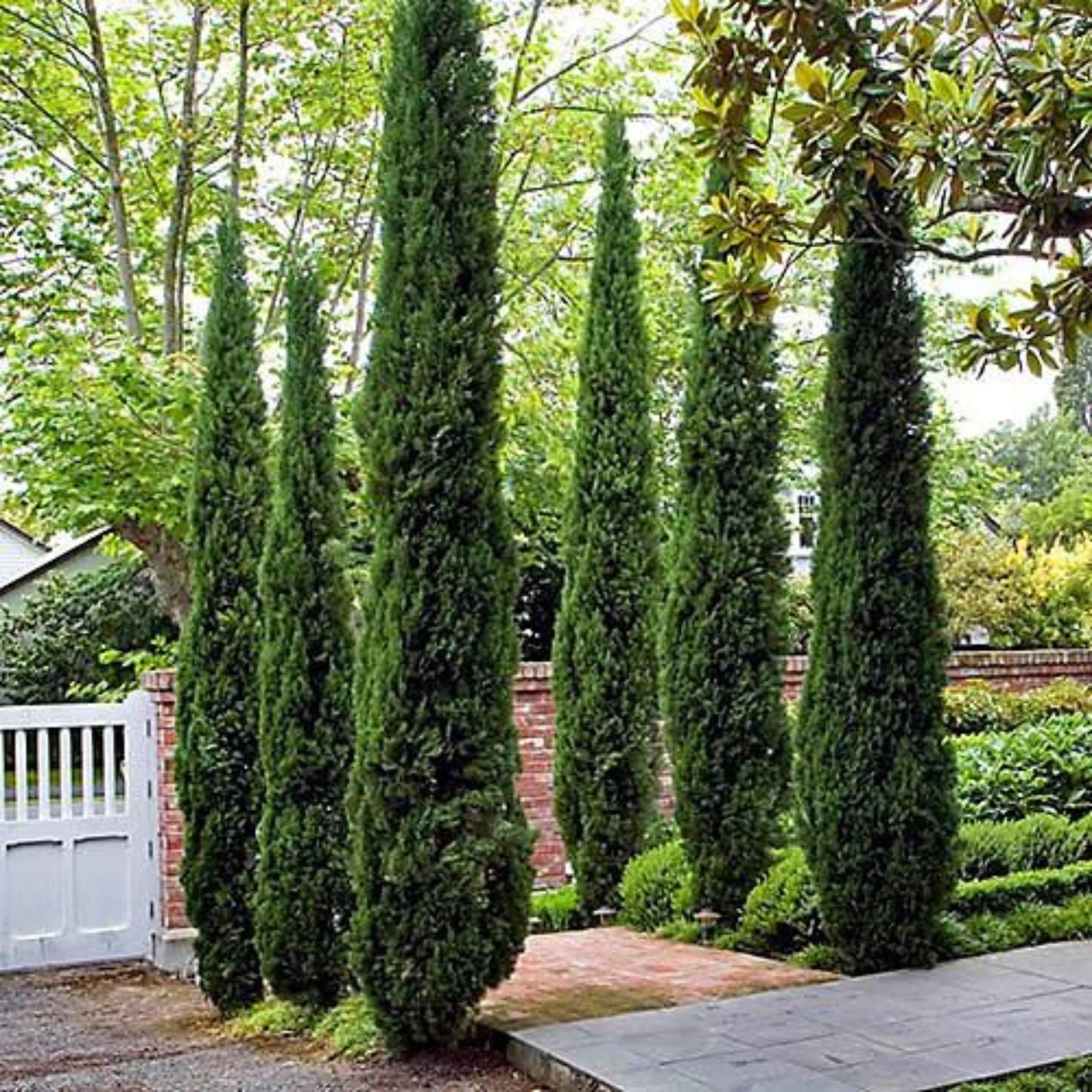 picture of 2 x Italian Cypress Trees