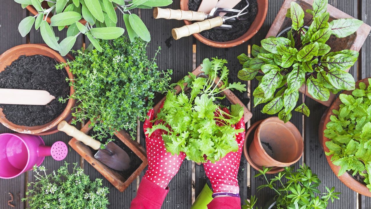 Gardener planting herbs and vegetables