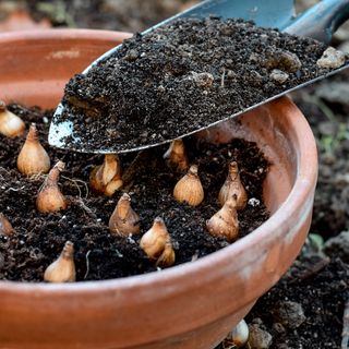 Snowdrop bulbs being planted in pot