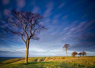 image of a tree