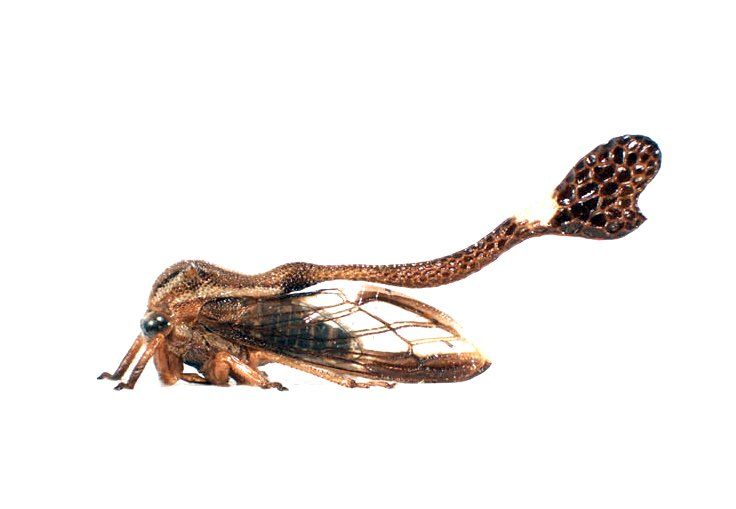 Crazy Beautiful: Gallery of Treehopper Helmet Designs | Live Science