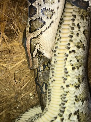 Close-up of Burmese python swallowing reticulated python.