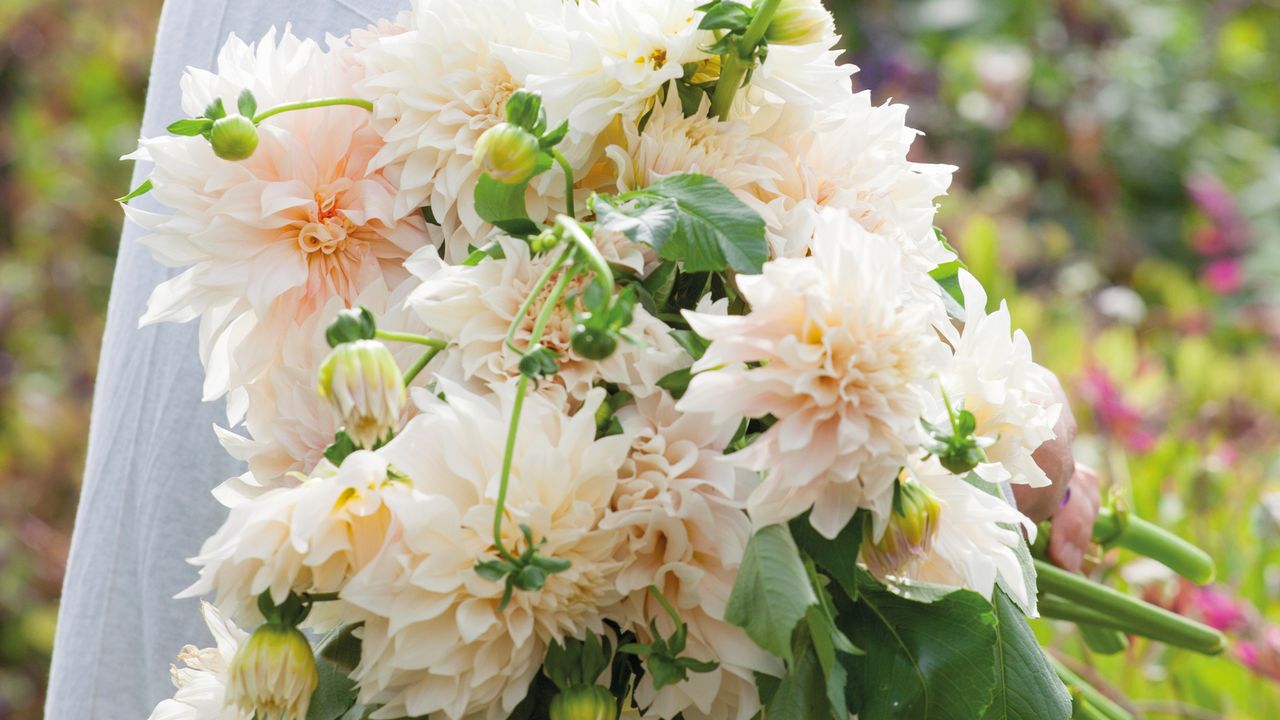 freshly cut dahlias from Sarah Raven