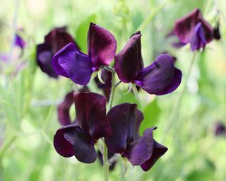 sweet pea 'Almost Black'