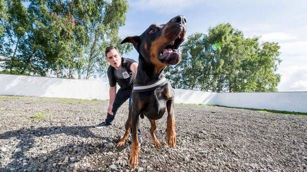 burglar guard dog Drago takes down intruders