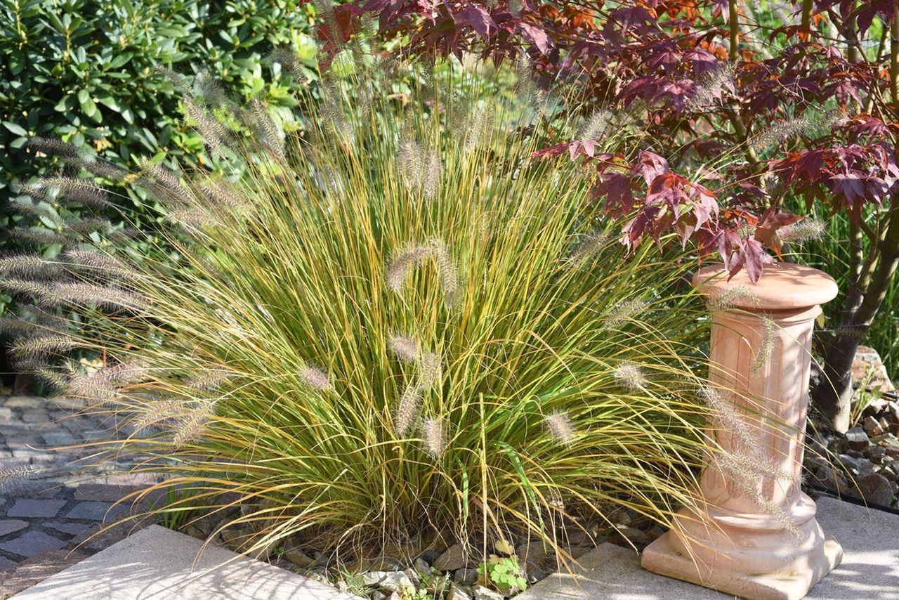 Fountain Grass Plant In Garden